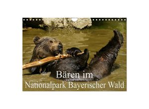 9783435680498 - Bären im Nationalpark Bayerischer Wald (Wandkalender 2025 DIN A4 quer) CALVENDO Monatskalender