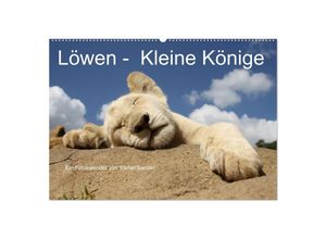 9783435680528 - Löwen - Kleine Könige (Wandkalender 2025 DIN A2 quer) CALVENDO Monatskalender