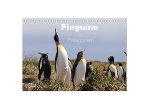 9783435683765 - Pinguine in Patagonien (Tischkalender 2025 DIN A5 quer) CALVENDO Monatskalender