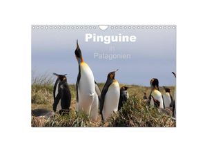 9783435684618 - Pinguine in Patagonien (Wandkalender 2025 DIN A4 quer) CALVENDO Monatskalender