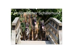 9783435686681 - Holländischer Schäferhund (Wandkalender 2025 DIN A2 quer) CALVENDO Monatskalender