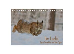 9783435687510 - Der Luchs - Dem Pinselohr auf der Spur (Tischkalender 2025 DIN A5 quer) CALVENDO Monatskalender