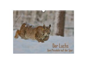 9783435689576 - Der Luchs - Dem Pinselohr auf der Spur (Wandkalender 2025 DIN A3 quer) CALVENDO Monatskalender