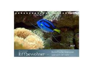 9783435689866 - Riffbewohner - Bunte Fische Anemonen und noch viel mehr (Tischkalender 2025 DIN A5 quer) CALVENDO Monatskalender