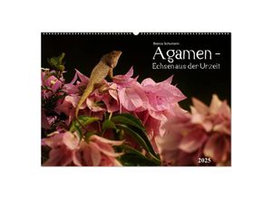 9783435690596 - Agamen - Echsen aus der Urzeit (Wandkalender 2025 DIN A2 quer) CALVENDO Monatskalender