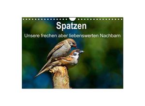 9783435690909 - Spatzen unsere frechen aber liebenswerte Nachbarn (Wandkalender 2025 DIN A4 quer) CALVENDO Monatskalender