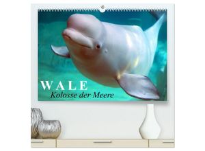 9783435693122 - Wale - Kolosse der Meere (hochwertiger Premium Wandkalender 2025 DIN A2 quer) Kunstdruck in Hochglanz