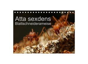 9783435694747 - Atta sexdens - Blattschneiderameise (Tischkalender 2025 DIN A5 quer) CALVENDO Monatskalender