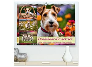 9783435695607 - Drahthaar-Foxterrier (hochwertiger Premium Wandkalender 2025 DIN A2 quer) Kunstdruck in Hochglanz