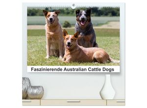 9783435696215 - Faszinierende Australian Cattle Dogs (hochwertiger Premium Wandkalender 2025 DIN A2 quer) Kunstdruck in Hochglanz