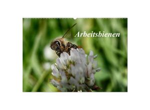 9783435696604 - Arbeitsbienen (Wandkalender 2025 DIN A2 quer) CALVENDO Monatskalender