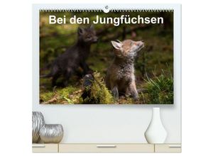 9783435696857 - Bei den Jungfüchsen (hochwertiger Premium Wandkalender 2025 DIN A2 quer) Kunstdruck in Hochglanz