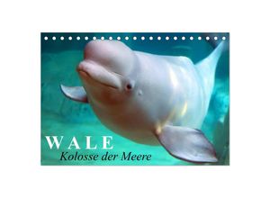 9783435699094 - Wale - Kolosse der Meere (Tischkalender 2025 DIN A5 quer) CALVENDO Monatskalender