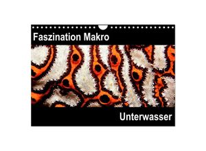 9783435699469 - Faszination Makro Unterwasser (Wandkalender 2025 DIN A4 quer) CALVENDO Monatskalender