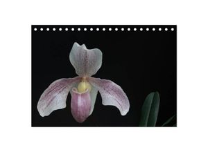 9783435699568 - Frauenschuhe - die schönsten Orchideen der Welt (Tischkalender 2025 DIN A5 quer) CALVENDO Monatskalender