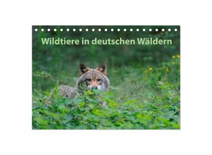 9783435700325 - Wildtiere in deutschen Wäldern (Tischkalender 2025 DIN A5 quer) CALVENDO Monatskalender