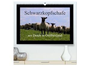 9783435700578 - Schwarzkopfschafe am Deich in Ostfriesland (hochwertiger Premium Wandkalender 2025 DIN A2 quer) Kunstdruck in Hochglanz