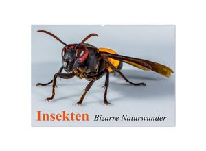 9783435700752 - Insekten - Bizarre Naturwunder (Wandkalender 2025 DIN A2 quer) CALVENDO Monatskalender