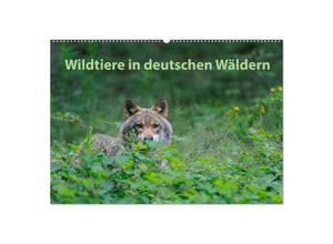 9783435700868 - Wildtiere in deutschen Wäldern (Wandkalender 2025 DIN A2 quer) CALVENDO Monatskalender