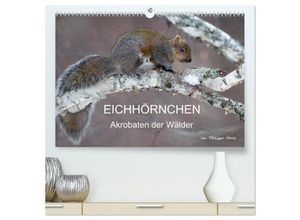 9783435701124 - EICHHÖRNCHEN (hochwertiger Premium Wandkalender 2025 DIN A2 quer) Kunstdruck in Hochglanz