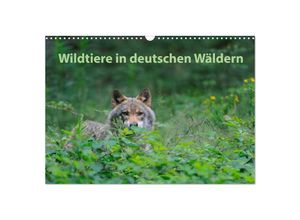 9783435701278 - Wildtiere in deutschen Wäldern (Wandkalender 2025 DIN A3 quer) CALVENDO Monatskalender