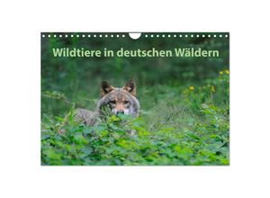 9783435701735 - Wildtiere in deutschen Wäldern (Wandkalender 2025 DIN A4 quer) CALVENDO Monatskalender