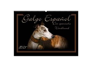 9783435702343 - Galgo Español 2025- Der spanische Windhund (Wandkalender 2025 DIN A2 quer) CALVENDO Monatskalender