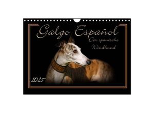 9783435703241 - Galgo Español 2025- Der spanische Windhund (Wandkalender 2025 DIN A4 quer) CALVENDO Monatskalender