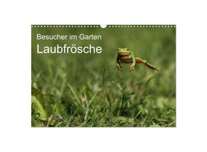 9783435703296 - Besucher im Garten - Laubfrösche (Wandkalender 2025 DIN A3 quer) CALVENDO Monatskalender