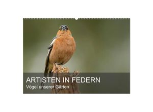 9783435704439 - Artisten in Federn - Vögel unserer Gärten (Wandkalender 2025 DIN A2 quer) CALVENDO Monatskalender