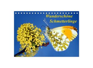 9783435704835 - Wunderschöne Schmetterlinge (Tischkalender 2025 DIN A5 quer) CALVENDO Monatskalender