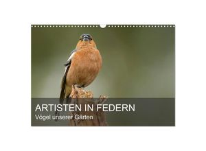 9783435704842 - Artisten in Federn - Vögel unserer Gärten (Wandkalender 2025 DIN A3 quer) CALVENDO Monatskalender