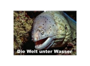 9783435705153 - Die Welt unter Wasser (Wandkalender 2025 DIN A2 quer) CALVENDO Monatskalender