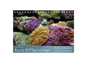 9783435707935 - Bunte Riffbewohner - Fische Anemonen und noch viel mehr (Tischkalender 2025 DIN A5 quer) CALVENDO Monatskalender