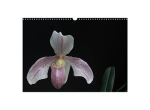 9783435708703 - Frauenschuhe - die schönsten Orchideen der Welt (Wandkalender 2025 DIN A3 quer) CALVENDO Monatskalender