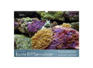 9783435708840 - Bunte Riffbewohner - Fische Anemonen und noch viel mehr (Wandkalender 2025 DIN A3 quer) CALVENDO Monatskalender