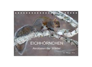 9783435711260 - EICHHÖRNCHEN (Tischkalender 2025 DIN A5 quer) CALVENDO Monatskalender