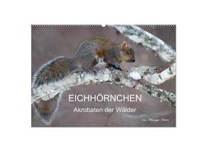 9783435711765 - EICHHÖRNCHEN (Wandkalender 2025 DIN A2 quer) CALVENDO Monatskalender