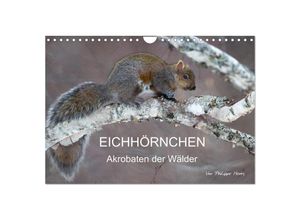 9783435712571 - EICHHÖRNCHEN (Wandkalender 2025 DIN A4 quer) CALVENDO Monatskalender