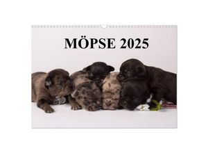 9783435713288 - Möpse 2025 (Wandkalender 2025 DIN A3 quer) CALVENDO Monatskalender