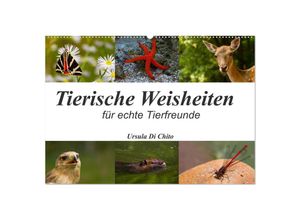 9783435724536 - Tierische Weisheiten (Wandkalender 2025 DIN A2 quer) CALVENDO Monatskalender