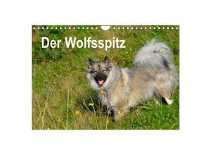 9783435805457 - Der Wolfsspitz (Wandkalender 2025 DIN A4 quer) CALVENDO Monatskalender