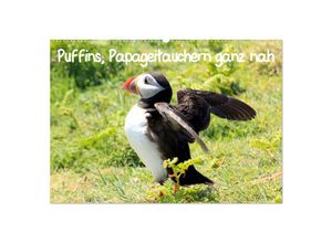 9783435806416 - Puffins Papageitauchern ganz nah (Wandkalender 2025 DIN A2 quer) CALVENDO Monatskalender