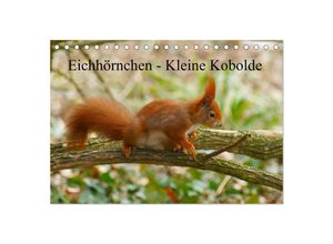 9783435806584 - Eichhörnchen - Kleine Kobolde (Tischkalender 2025 DIN A5 quer) CALVENDO Monatskalender