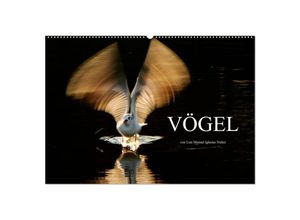 9783435806720 - VÖGEL (Wandkalender 2025 DIN A2 quer) CALVENDO Monatskalender