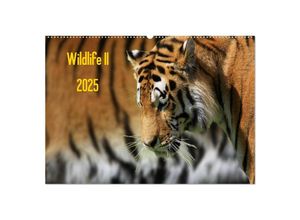 9783435812929 - Wildlife II   2025 (Wandkalender 2025 DIN A2 quer) CALVENDO Monatskalender