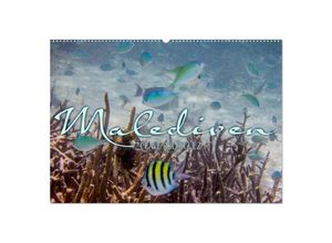 9783435815555 - Unterwasserwelt der Malediven III (Wandkalender 2025 DIN A2 quer) CALVENDO Monatskalender