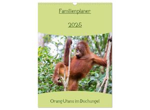 9783435947089 - Familienplaner 2025 - Orang Utans im Dschungel (Wandkalender 2025 DIN A3 hoch) CALVENDO Monatskalender