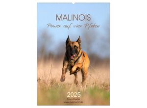 9783435947409 - Malinois Power auf vier Pfoten (Wandkalender 2025 DIN A2 hoch) CALVENDO Monatskalender