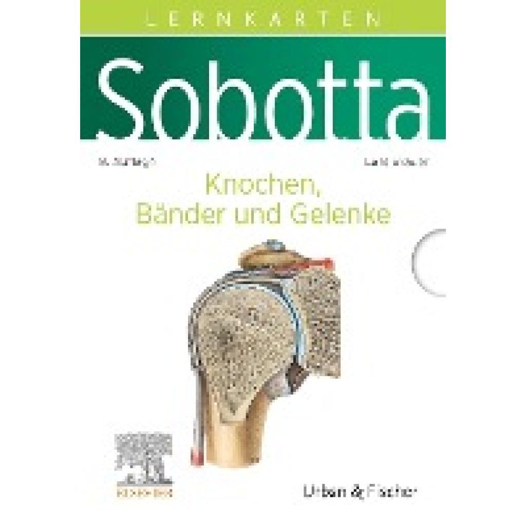 9783437411595 - Bräuer Lars Sobotta Lernkarten Anatomie Knochen Bänder und Gelenke 9783437411595 - Bräuer Lars Sobotta Lernkarten Anatomie Knochen Bänder und Gelenke